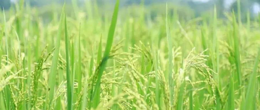 国家生态科学数据中心发布1990–2024年30米分辨率中国水稻种植分布数据集