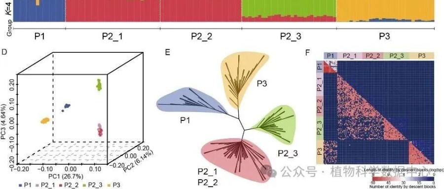 中国科学院植物科学数据中心主任汪小全研究团队揭示裸子植物百岁兰局域分布群体间基因组分化的机制和性别决定系统