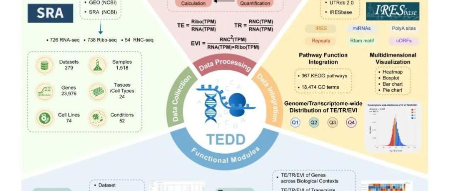 国家生物信息中心发布蛋白翻译效率动力学解析综合数据库TEDD